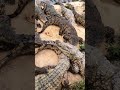Power beneath the surface 🐊 #ApexPredator #WildLife #NatureLovers