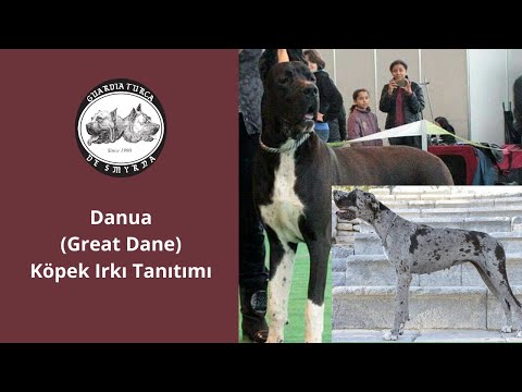 Danua (Great Dane) Cinsi Köpeklerin Tarihçesi, Özellikleri ve Bakımı