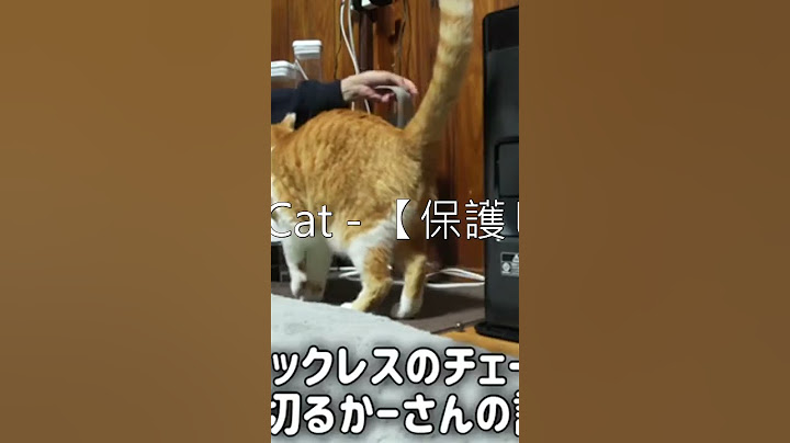 ChaCha： The Former Stray Cat   【保護した子猫】卒業〜ずっとのお家が決まりました