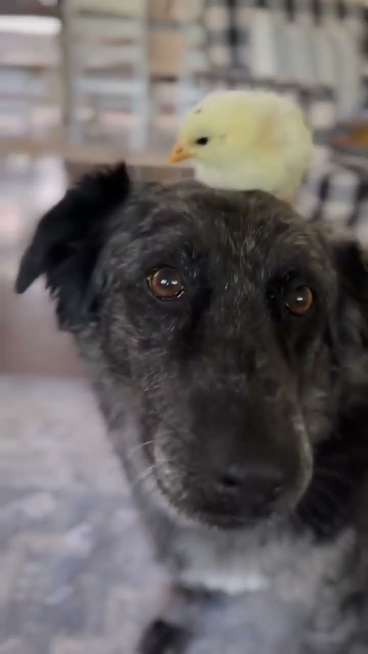 Hatchling Chicken Makes Friends With Dog || ViralHog