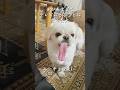 「月曜から夜ふかし」に舌の長さで出てしまった犬、ムーチョ