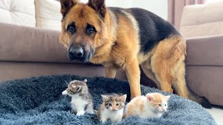 The kitten 🐱 approaching the daddy cat to play with him was so cute 😍 #cat #catvideos by Gaming fun 227 views 3 weeks ago 3 minutes, 12 seconds
