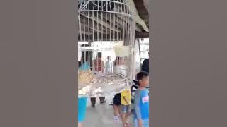 Lagi viral Kisah nyata di desa pusar baturaja barat. Burung terkuku menjelma jadi ular