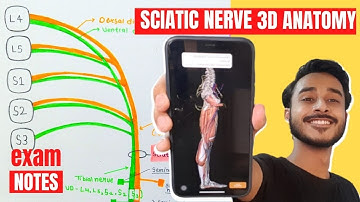 Sciatic Nerve Anatomy 3D | sciatic nerve course anatomy | sciatic nerve branches