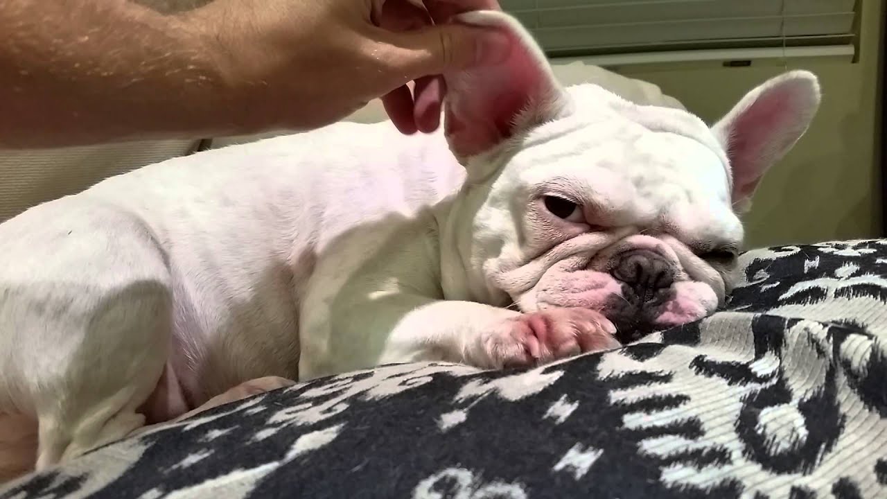 An intimate head massage w/ Lucy the French Bulldog YouTube