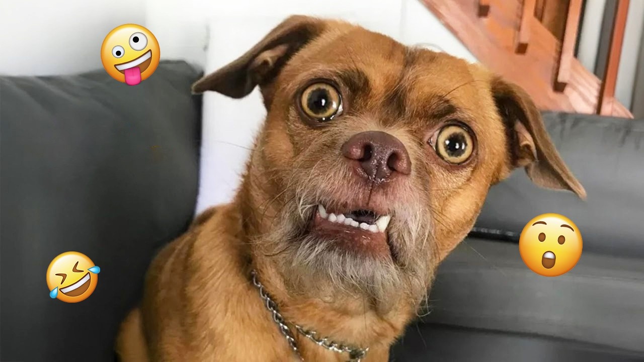 You Can’t Stop Laughing At These Funny Dogs 🤣 FUNNIEST DOGS Video 2026 ...