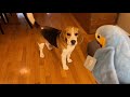 Cute beagle doesnt like talking parrot 