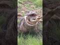 😱😱😱komodo menelan mangsanya dalam hitungan detik #shorts #viral #komodo #trending