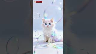 Kucing Pastel di Dunia Lensa Berlapis (Multi-Lens Reality) #cat #kucinglucu #cutecat #kitten #viral