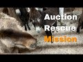 April Auction Rescue in Progress!