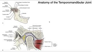 Basic Anatomy of the Temporomandibular Joint (TMJ)