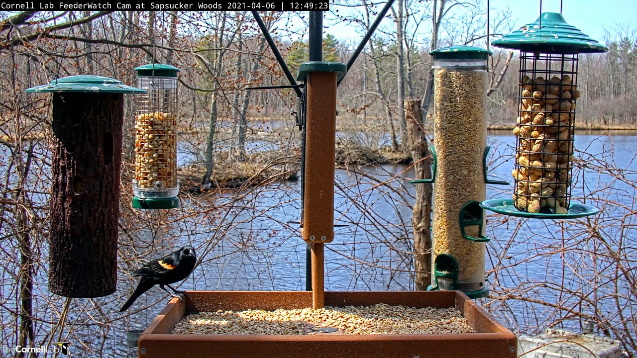 Woodpecker Cornell Ornithology Bird Cam Woodpecker Cornell Live