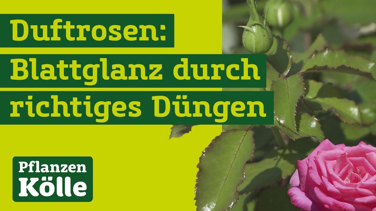 Rosen dngen: die besten Gartentipps fr Rosen | MEIN BAU