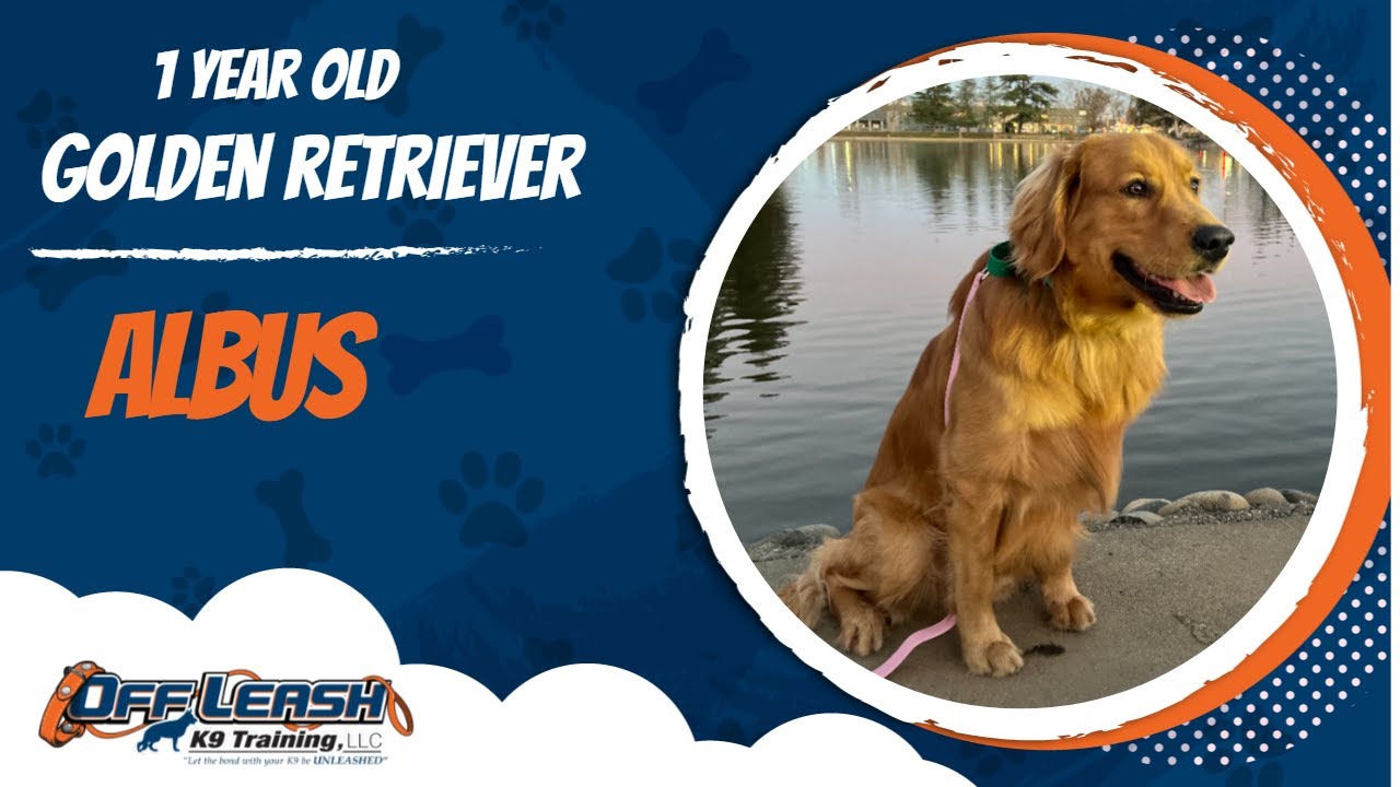 🐶🦮Off leash Dog Training / Obedience Training 🦮🐶 YouTube