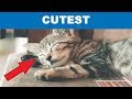 Cutest and funniest kitten compilation