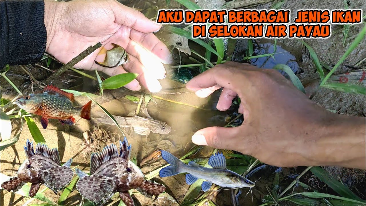AKU DAPAT BERBAGAI MACAM IKAN hias DI SELOKAN AIR PAYAU