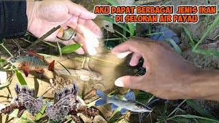 AKU DAPAT BERBAGAI MACAM IKAN hias DI SELOKAN AIR PAYAU