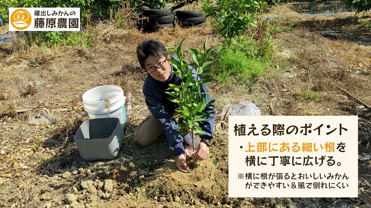 温州早生みかん苗木　レモンの横に♪実付き