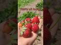 Strawberry picking  2024  fruit gardening countrylife