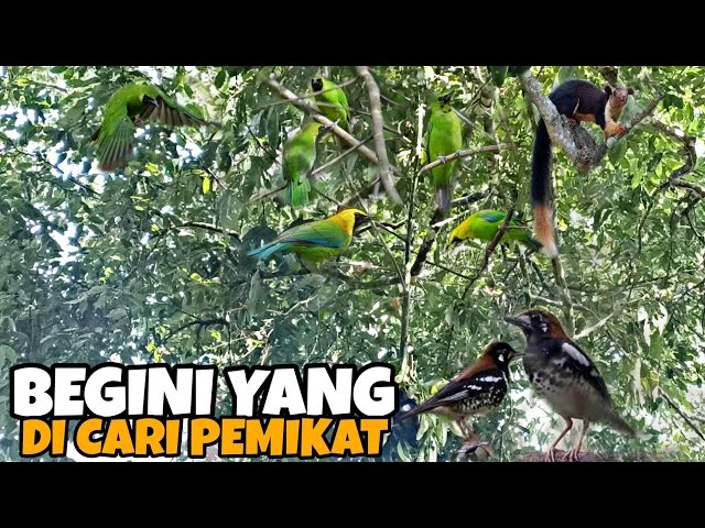 SANGKING MELIPAH MIKAT CUCAK IJO DI SERANG BERTUBI TUBI | BENAR BENAR SPOT ISTIMEWA class=