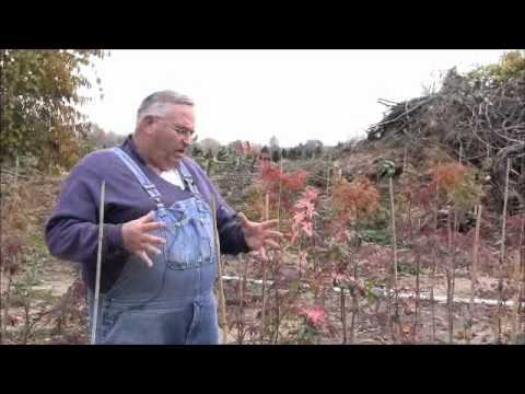 Vidéo: Transplantation d'un Firebush : apprenez quand transplanter des plantes Firebush