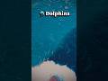 Dolphins 🐬. #sea #ship #dolphin #trending #viral #telugu #shorts
