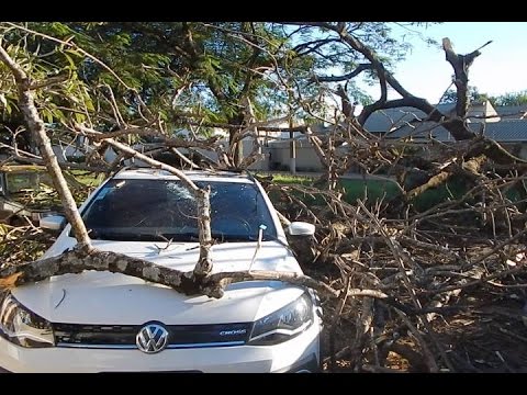 Pietramale mostra árvore que caiu sobre carro zero em Dourados-MS