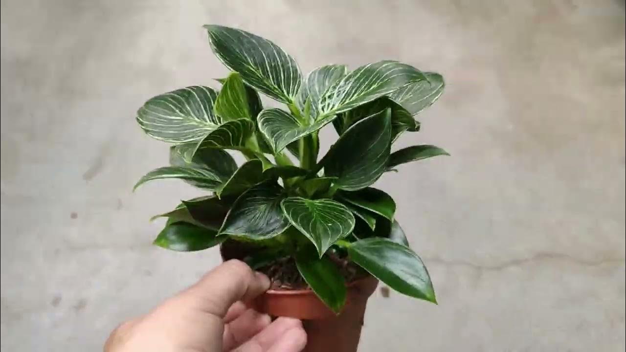 Філодендрон Біркін - YouTube