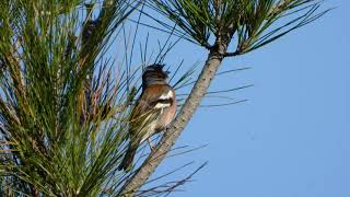 Chaffinch Singing (Fringilla coelebs)