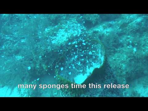Barrel sponge spawning in the Florida Keys