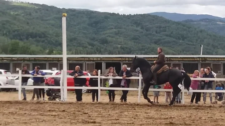 CAVALLO TOLFETANO