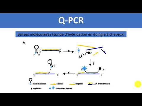 Vidéo: Développement Et évaluation D'un Test Multiplex En Temps Réel TaqMan ® RT-qPCR En Une Seule étape Pour La Détection Et Le Génotypage Des Rotavirus équins G3 Et G14 Dans Des éc