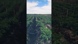 Download Lagu Olo maho di au MP3