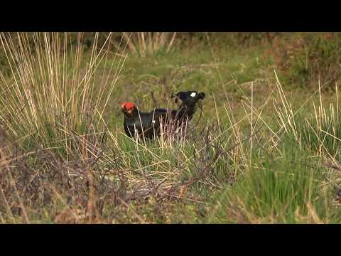 Video: Mooie vogel - korhoen