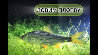 картинка: В ПОИСКАХ ОСЕННЕЙ ПЛОТВЫ. ФИДЕР ОТДЫХАЕТ, РАБОТАЮТ ПРУЖИНКИ. ПЛОТВА НА ДНЕПРЕ 2025 ОСЕНЬ