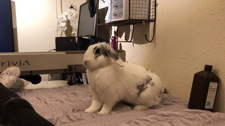 Rabbit Snort and Thump
