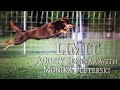 Australian Kelpie Limit - 18months - Agility Seminar の動画、YouTube動画。