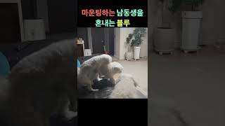 마운팅 하는 남동생을 혼내는 블루 #Shorts