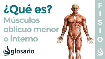 ¿Cuál es la función de los abdominales?