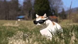 sunglasses reaction gif video