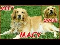 ~  🐾 Cher Bear Toys Pets 🐾 ~ Introducing Macy! Our Beautiful 4 Year Old Golden Retreiver
