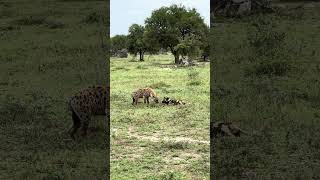 UNREAL moment between Hyena and African Wild dog | Lion Sands Game Reserve | Sabi Sand, South Africa