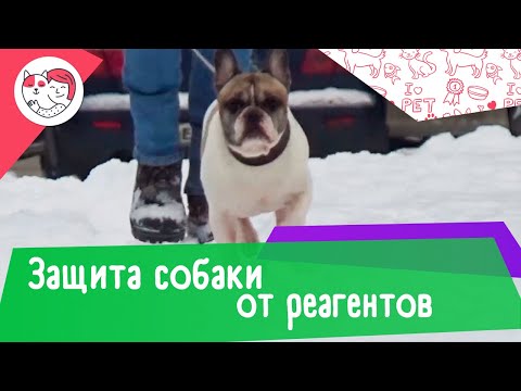 4 способа защитить лапы собаки от реагентов