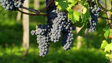 Wine Grapes Grapevine   Free Video