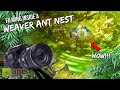 I Stuck My CAMERA Into an Active WEAVER ANT NEST