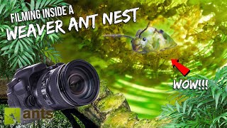 I Stuck My CAMERA Into an Active WEAVER ANT NEST