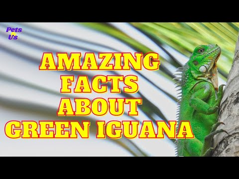 Video: I 10 fatti divertenti sulle iguane