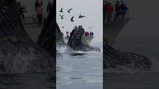 Surprising Humpback Whale Lunge Feeding In Front Of Whale Watch Boats Pt 2