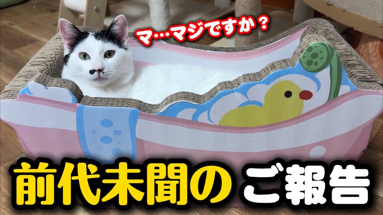 ネコクンページ An unprecedented development We have an announcement to make to