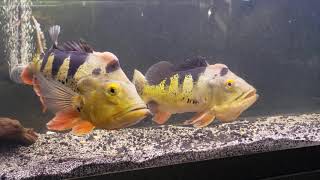 breeding behavior peacock bass
